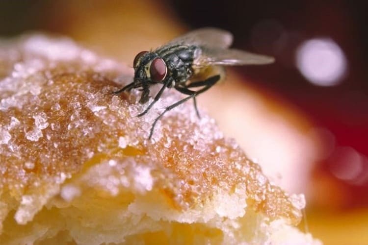 Mẹo đuổi ruồi ra khỏi nhà bằng mật ong