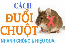 30 cách đuổi chuột ra khỏi nhà vĩnh viễn từ dân gian và máy đuổi chuột