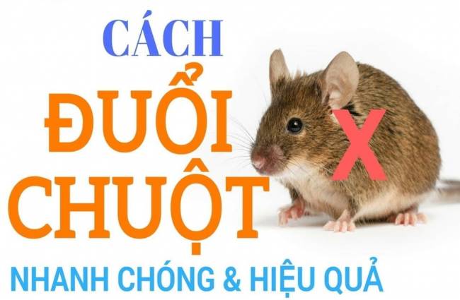 30 cách đuổi chuột ra khỏi nhà vĩnh viễn từ dân gian và máy đuổi chuột
